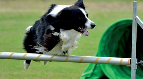 CONCOURS D’AGILITY