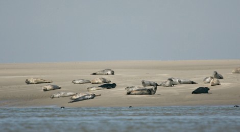 DÉCOUVERTE DE LA POINTE DU HOURDEL ET DE LA COLONIE DE PHOQUES