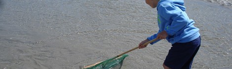 Découvrons la pêche à pied