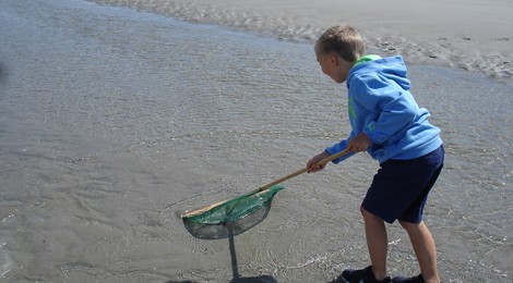Découvrons la pêche à pied