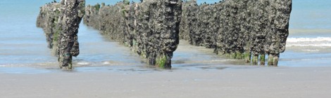 « Les Moules : Du Bouchot à l’assiette »