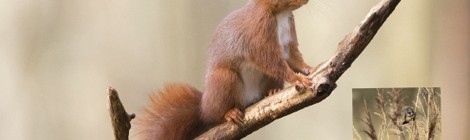 Ché Bêtes Ed no coin