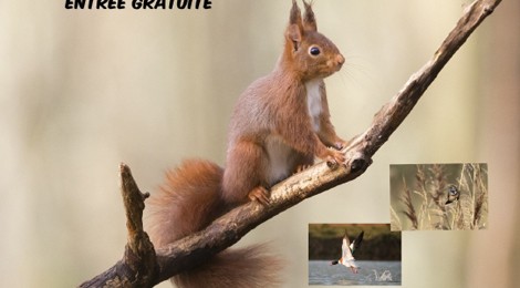 Ché Bêtes Ed no coin