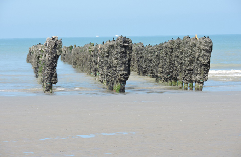 17 06 quend Les moules de bouchot