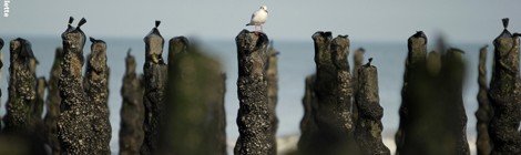 LES MOULES : DU BOUCHOT A L’ASSIETTE