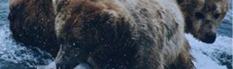 LES OURS DE KATMAÏ