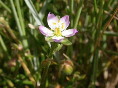 01 08 etaples secret de plantes