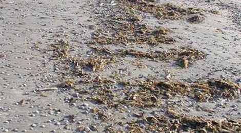 INDISPENSABLES LAISSES DE MER