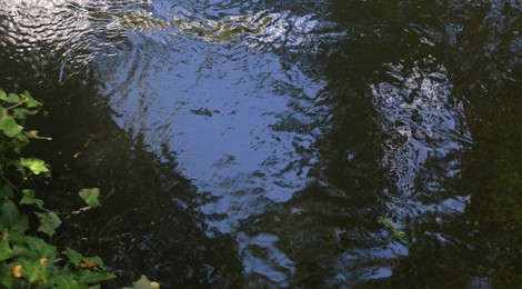 EXPRESSIONS ÉPHÉMÈRES