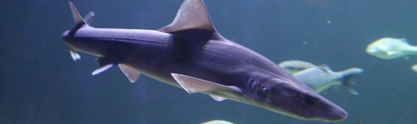 VISITE DE MARÉIS EN LANGUE DES SIGNES