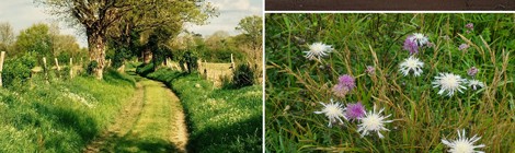 Les chemins, une richesse partagée