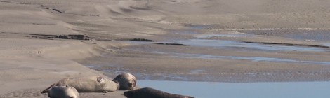 RENCONTRE AVEC LES PHOQUES EN FAMILLE