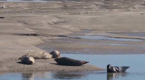 1er PAS EN BAIE D’AUTHIE ET RENCONTRE DES PHOQUES VEAUX-MARINS