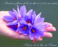 À LA DÉCOUVERTE DU SAFRAN DE LA BAIE DE SOMME