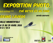 CHÉ BETES ÉD NO COIN