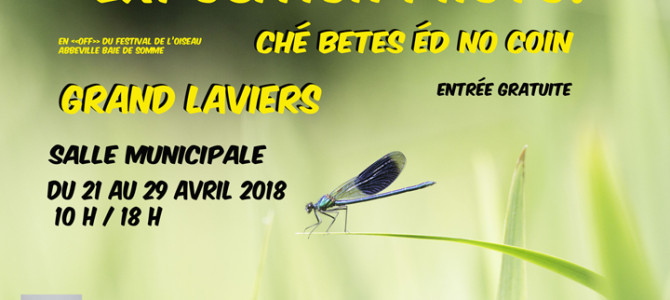 CHÉ BETES ÉD NO COIN