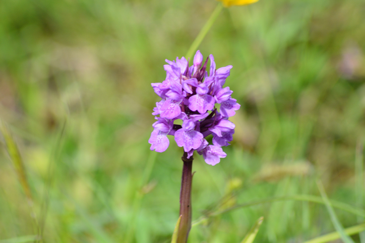 02 06 Rue Marais de Larronville_RUE