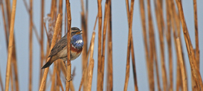 SORTIE NATURE À LA RÉSERVE ORNITHOLOGIQUE