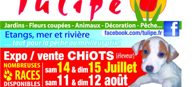 VENTE DE CHIOTS