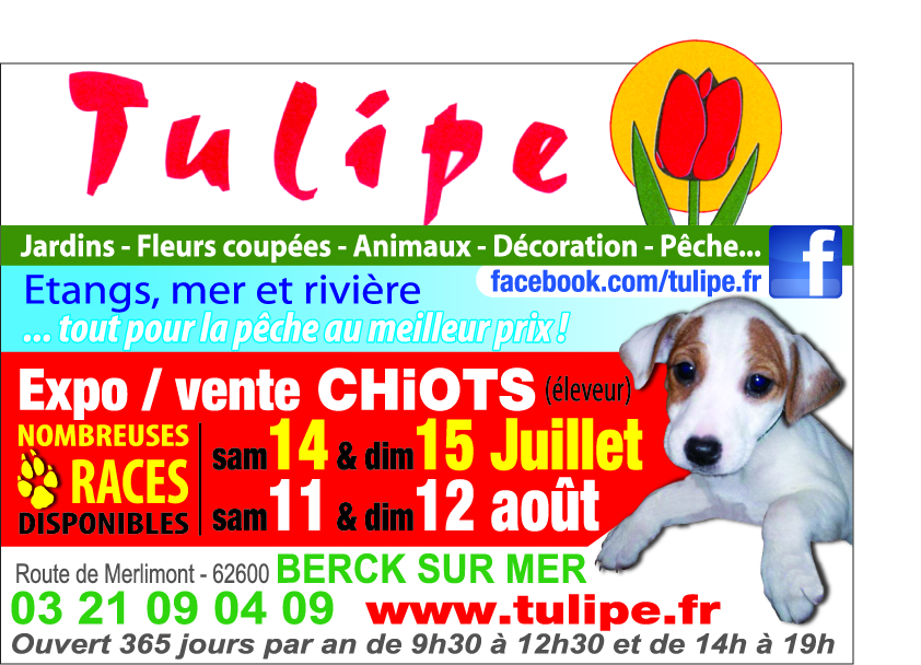 tulipe_de_berck_huitième_okk158