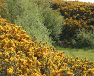 ARBRES ET ARBUSTES DE DUNES