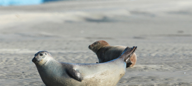 LA BAIE D’AUTHIE SOURCE DE VIE