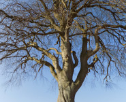 DES ARBRES ET DES HOMMES