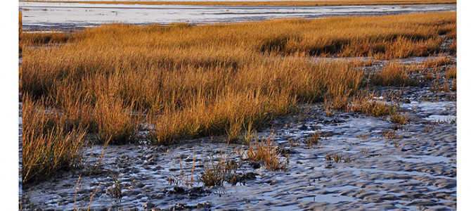 PEUT-ON PARLER DE NATURE SUR LE LITTORAL PICARD ?