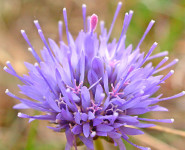 PLANTES ET FLEURS SAUVAGES DE LA COMMUNE