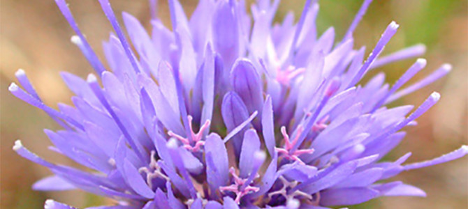 PLANTES ET FLEURS SAUVAGES DE LA COMMUNE