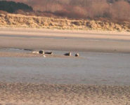 LES PHOQUES DE LA BAIE DE CANCHE