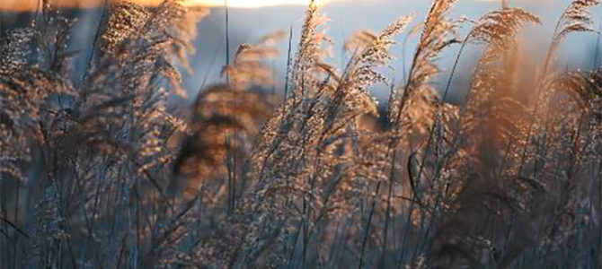 SORTIE CRÉPUSCULAIRE