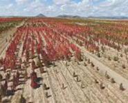 QUINOA : PRENEZ-EN DE LA GRAINE !