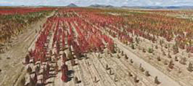 QUINOA : PRENEZ-EN DE LA GRAINE !