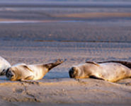 RENCONTRE AVEC LES PHOQUES