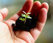 LES PETITS PLUS DU JARDINIER : RÉALISER SES PROPRES SEMIS ET SES PLANS