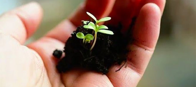 LES PETITS PLUS DU JARDINIER : RÉALISER SES PROPRES SEMIS ET SES PLANS