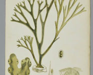 L’HERBIER DU DR LEBLOND : REDÉCOUVERTE D’UN ALGUIER INÉDIT