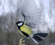 LES OISEAUX TOUTES AILES DÉPLOYÉES
