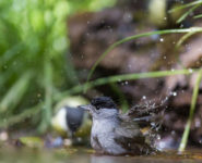 PHOTOGRAPHIER LES OISEAUX A L'AFFÛT