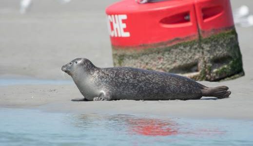 SORTIE NATURE : LES PHOQUES DE LA BAIE DE CANCHE