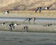 LES OISEAUX DE LA BAIE DE CANCHE