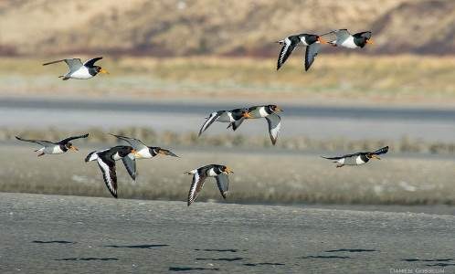LES OISEAUX DE LA BAIE DE CANCHE
