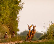 LES FACETTES DE LA PHOTO ANIMALIÈRE