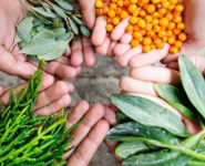 LE BIENFAIT DES PLANTES