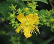 FABRICATION D'UNE ALCOOLATURE