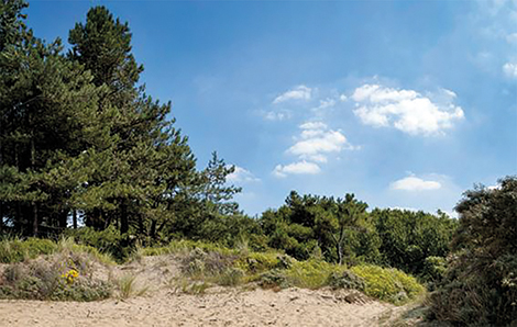 FAUNE CRÉPUSCULAIRE