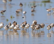 SORTIE SPÉCIALE PAVILLON BLEU « LA FAUNE ET LA FLORE AUTOUR DU PORT D’ÉTAPLES »