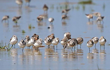 SORTIE SPÉCIALE PAVILLON BLEU « LA FAUNE ET LA FLORE AUTOUR DU PORT D’ÉTAPLES »