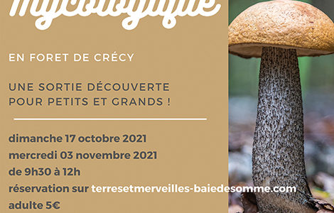 SORTIE MYCOLOGIQUE EN FORÊT